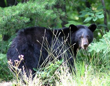 The Problem with Black Bears Image
